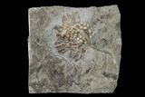 Fossil Crinoid (Rhodocrinites) - Gilmore City, Iowa #157218-1
